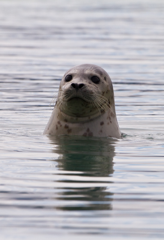 Harbor Seal